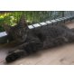 TYSON, Tierschutz - Kater
