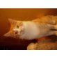 Tabaluga, Maine Coon - Kater