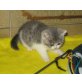 Tabby Britisch Kurzhaar Mädchen mit Stammbaum, Britisch Kurzhaarkatze - Katze
