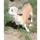 Tabby, Chihuahua kurzhaariger Schlag - Hündin
