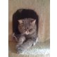 Tabby, Perser Silber - Kater