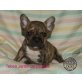 Tabea, Französische Bulldogge Welpen - Hündin
