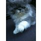 Tabea, Perser - Katze