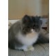 Tabea, Perser - Katze