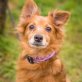 Tabita, Mix - Hündin