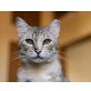 Taby, Mischling - Katze