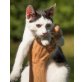 Tacco, Europäische Kurzhaarkatze - Kater