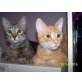 Taco  junge Katze , Europäische Kurzhaarkatze - Katze
