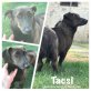 Tacsi, Dackel-Mix - Hündin
