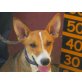 Tadeo, verschmuster Anfängerhund - Rüde