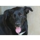 Tadeus, anhänglicher Traumhund Pastor mallorquin Mix - Rüde
