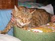 Täubchen, Hauskatze - Katze