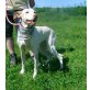 Tahima, Pointer-Podenco-Mix - Hündin