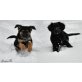 Tai und Taika, Mixwelpen - Typ Aussie - Hündin