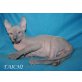 Taichi Don Sphynx Babys, Don Sphynx - Kater
