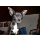 Taifun, Chihuahua kurzhaariger Schlag - Rüde