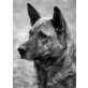 Taiga, Shiba Ino oder Malinoi-Mix - Hündin