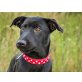 Taiga, zuckersüßes Labrador-Mix Mädchen Welpen - Hündin