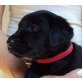 TakeMe, Golden Retriever x Labrador Retriever - Hündin
