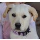 Takis, Labrador-Mix Welpen - Rüde