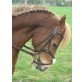 Talgoed Crarwyn, Welsh Mountain Pony - Wallach