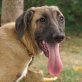 Talia, dt. Doggen Mix Welpen - Hündin