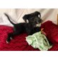 Talis, Schnauzer-Mischlung - Rüde