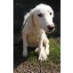 Talula, Maremmano  Setter Mix(?) Welpen - Hündin