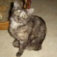 Tamara, Britisch Kurzhaar-EKH-Mix - Katze