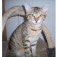 Tamara, Hauskatze - Katze