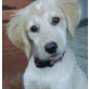 Tamara, Setter-Mix Welpen - Hündin