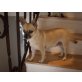 Tami, Chihuahua kurzhaariger Schlag - Hündin