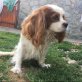 Tamina angeneme und hübsche kleine Maus, Cavalier King Charles Spaniel - Hündin