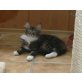 Tamina of Maine Fire, Maine Coon - Katze