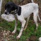 Tamino, braucht Hilfe!!!, Pointer - Rüde