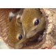 Tamiops swinhoei, Streifenhörnchen - weiblich