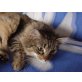 Tammy, Maine Coon - Katze