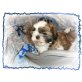 Tammy, Shih Tzu - Hündin