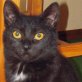 Tammy, griechische - Katze