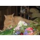 Tamy, Britisch Kurzhaarkatze - Katze