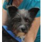 Tamy, Terrier Mix - Hündin