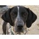 Tana, Brack - Hündin
