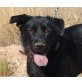 Tana, Labrador Chow Chow Mix - Hündin