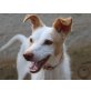 Tango, Podenco-Mischling - Rüde