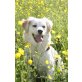 Tanisha, Sheltie-Miniretriever-Mix - Hündin