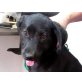 Tannia, wonniges Labrador-Mix Mädel Welpen - Hündin