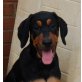 Tano, Dobermann Mix - Rüde