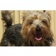 Tanque, superlieber Familienhund - Rüde
