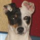 Tante Doris, Jack-Russel-Mix - Hündin