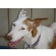 Tanusu, Podenco Mix - Rüde